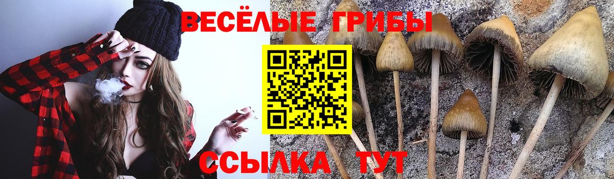 Гусев  Псилоцибиновые грибы мухоморы  Псилоцибиновые грибы Psilocybine cubensis  Вход с VPN 